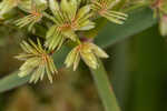 Green flatsedge